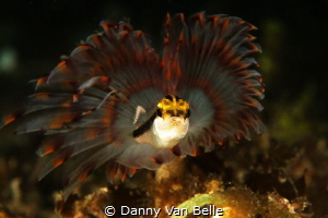 Tubeworm and small fish by Danny Van Belle by Danny Van Belle 